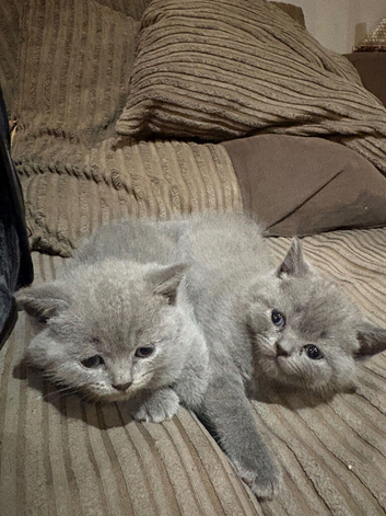British Shorthair kittens