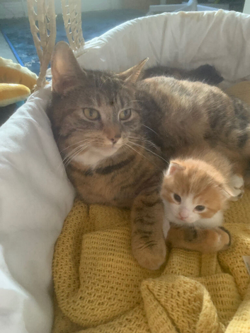 1 Ginger and white male ready now