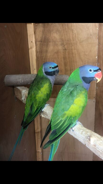 Pair of derbyans