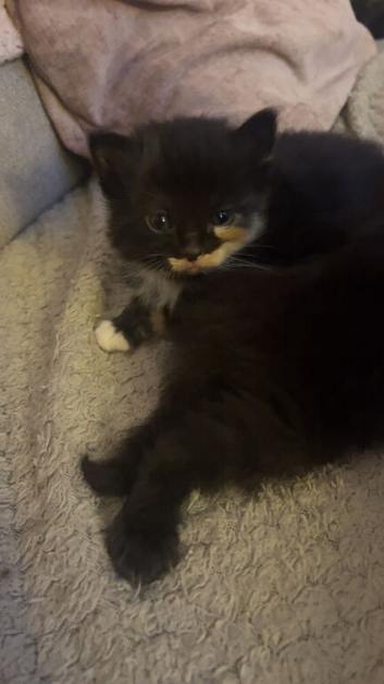 Fluffy mixed kittens for sale