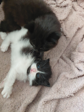 Veey beauriful kittens