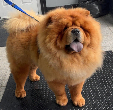 Fozzy Bear is up for stud