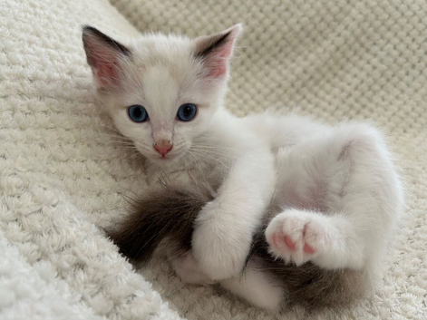 Lilac Bicolour Ragdoll Male Ready Now