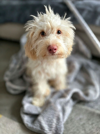 Female cockapoo