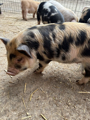 Kune Kune Piglets Ready To Leave Now. Boys and Girls. Beautiful Markings! Boys &pound;40, Girls &pound;140