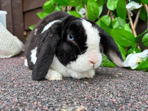 Mini Plush Lops