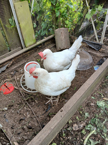 Leghorns for sale