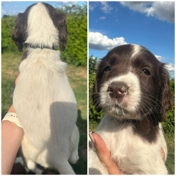 Last KC Reg L&W Springer Spaniel Pup available