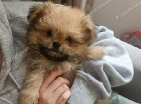 Shiranian puppies looking for there forever home