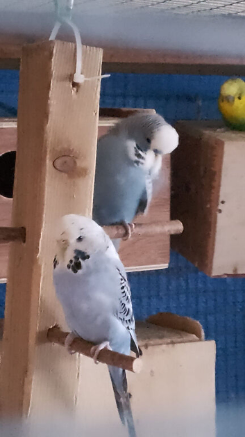 6 budgies for sale