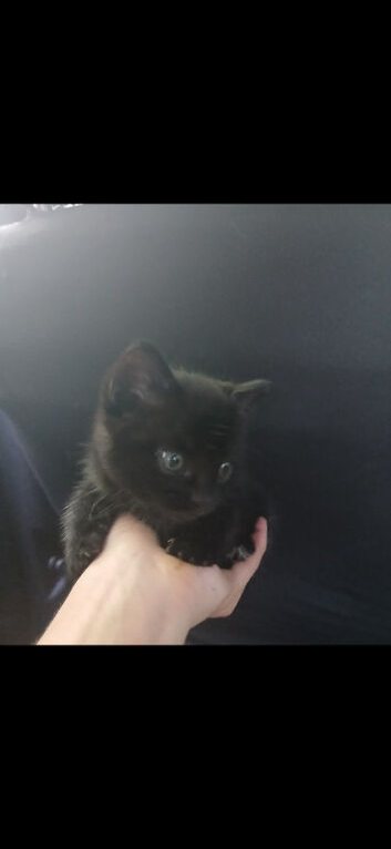 Kittens