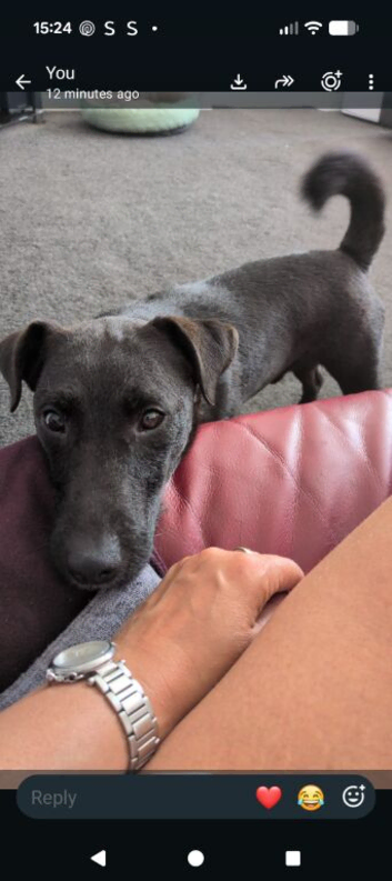 Forever Home Needed for Our Beautiful 3-Year-Old Patterdale