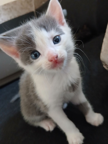 Light grey/white tortoise shell male kitten