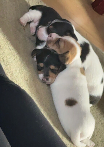 Puppies looking for forever homes