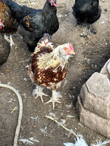 Cockerel