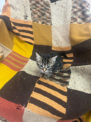 Kittens looking for their forever homes