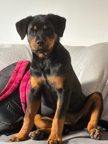 Rottweiler pup