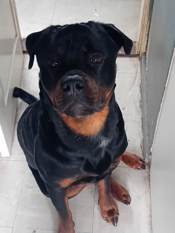 Rottweiler