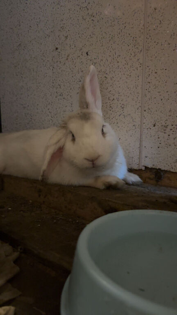 girl bunny