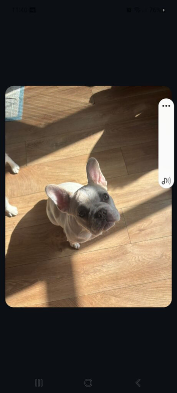 Fawn pied French bulldog