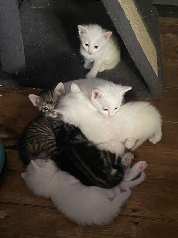 7 kittens for sale