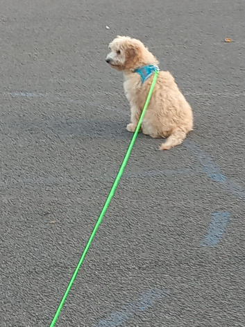 Cockapoo male for sale (5 month old)