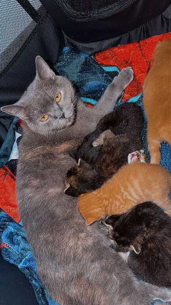 BRITISH SHORTHAIR X KITTENS FOR SALE