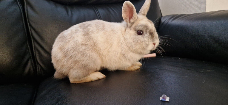Friendly Rabbit &ndash; Netherland Dwarf &times; Dwarf Lop