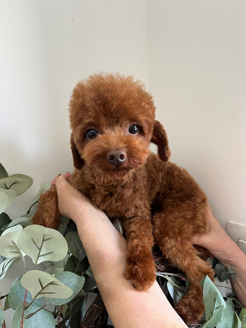 Deep red female Asian toy poodle