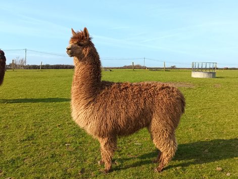 Female alpacas