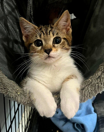 Female kitten for sale &pound;150, very beautiful and affectionate European Shorthair.