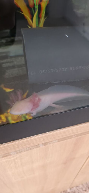 Golden Albino Axolotl (7/8 months old)