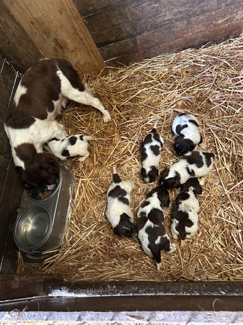 Springer Spaniel pups