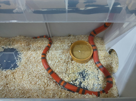 TANGERINE HONDURAN MILK SNAKE
