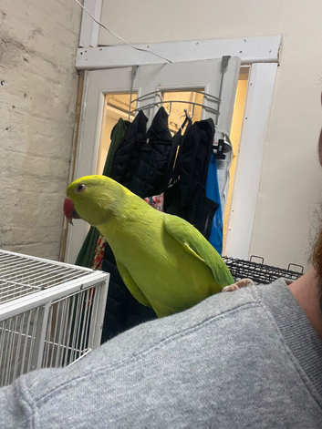 Handtame Ringneck