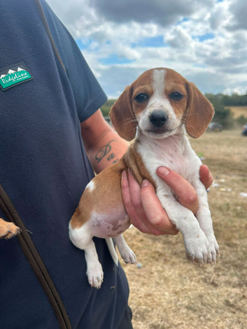 Dashhound X jack Russell