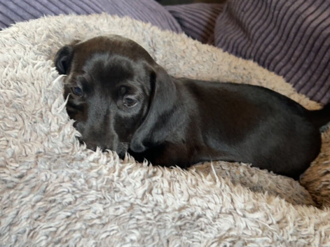 Black dachshund 8 weeks old