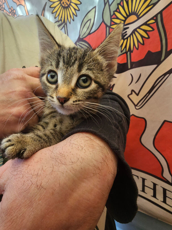 KITTENS FOR SALE READY TO LEAVE NOW
