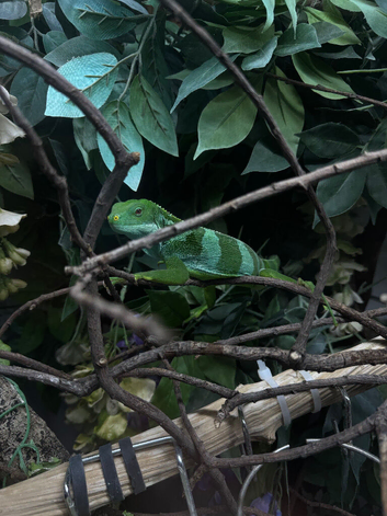 Fiji iguana