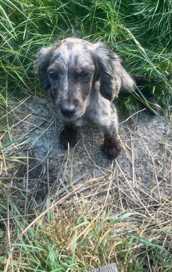cocker spaniel puppy
