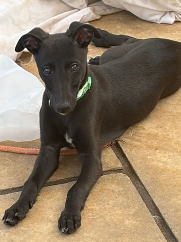 Gorgeous KC registered whippet for sale