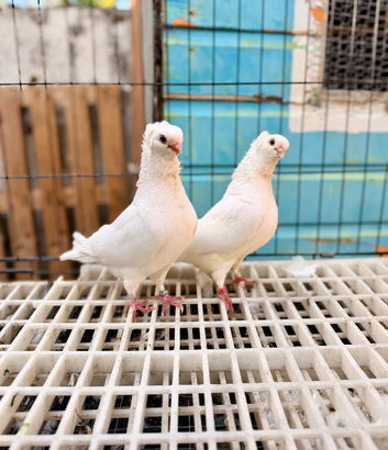 white german owl breeding pairs