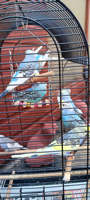 Baby budgies