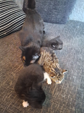 3 kittens