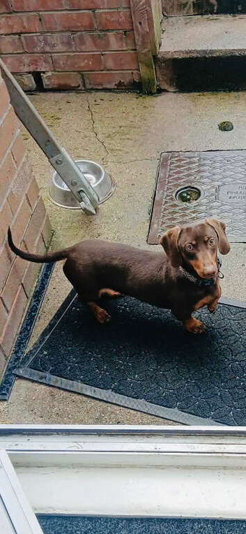 20 month old beautiful dashound girl