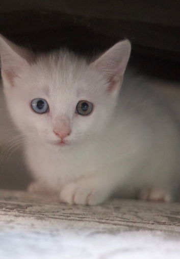 4 Kittens for sale