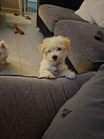 Maltese