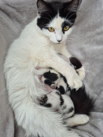 Re-homing my beautiful grand fur babies.