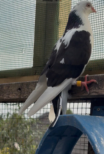 Galatz Roller Breeding pair