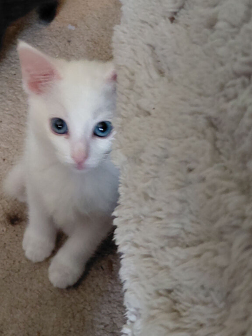 Ragdoll X